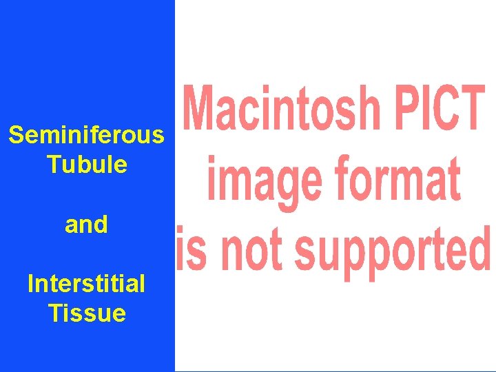 Seminiferous Tubule and Interstitial Tissue 