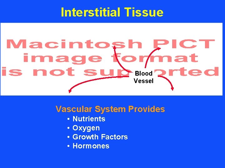 Interstitial Tissue Blood Vessel Vascular System Provides • • Nutrients Oxygen Growth Factors Hormones