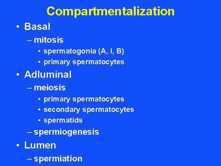 Compartmentalization • Basal – mitosis • spermatogonia (A, I, B) • primary spermatocytes •