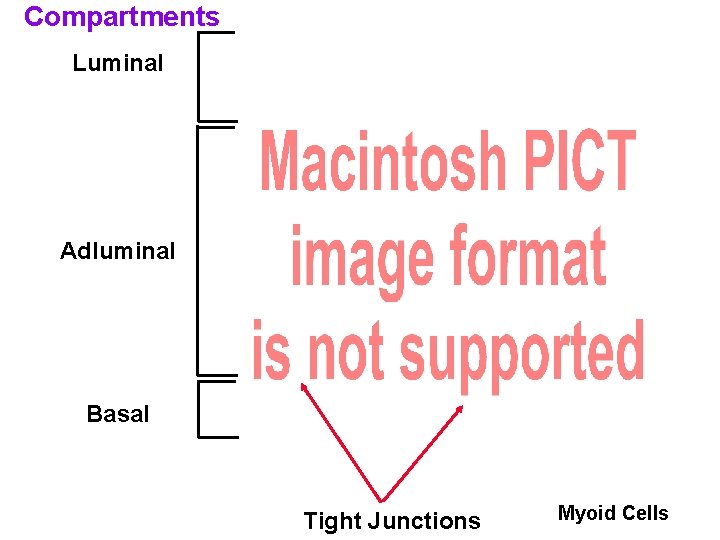 Compartments Luminal Adluminal Basal Tight Junctions Myoid Cells 