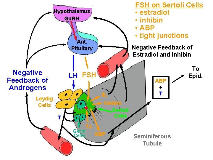 FSH on Sertoli Cells • estradiol • inhibin • ABP • tight junctions Hypothalamus