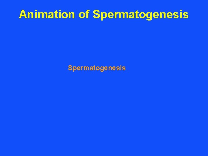 Animation of Spermatogenesis 