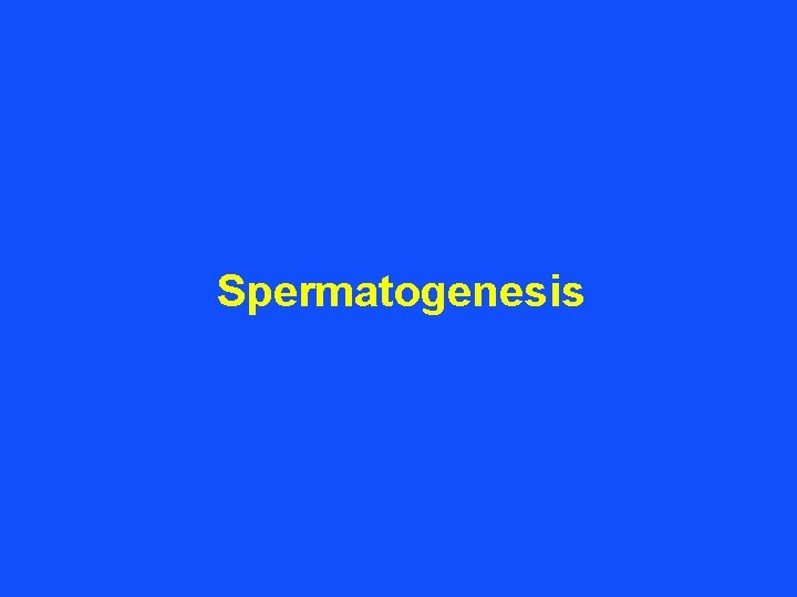 Spermatogenesis 