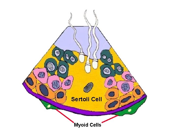 Sertoli Cell Myoid Cells 