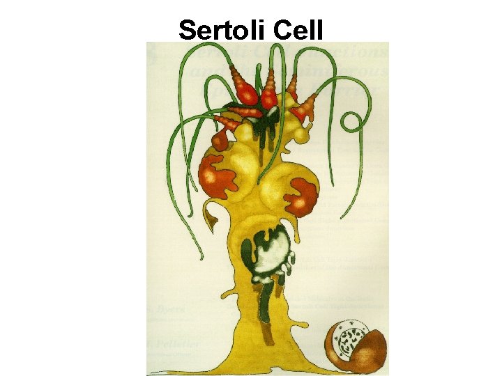 Sertoli Cell 
