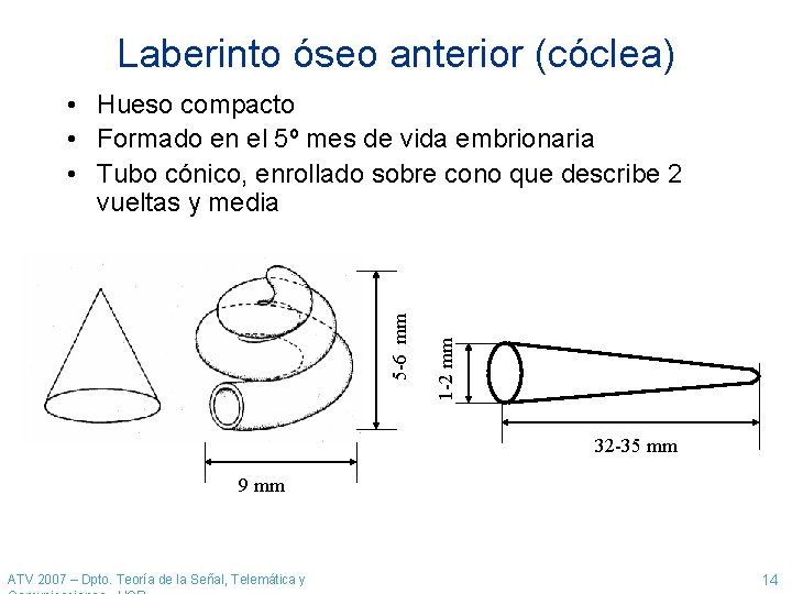 Laberinto óseo anterior (cóclea) 1 -2 mm 5 -6 mm • Hueso compacto •