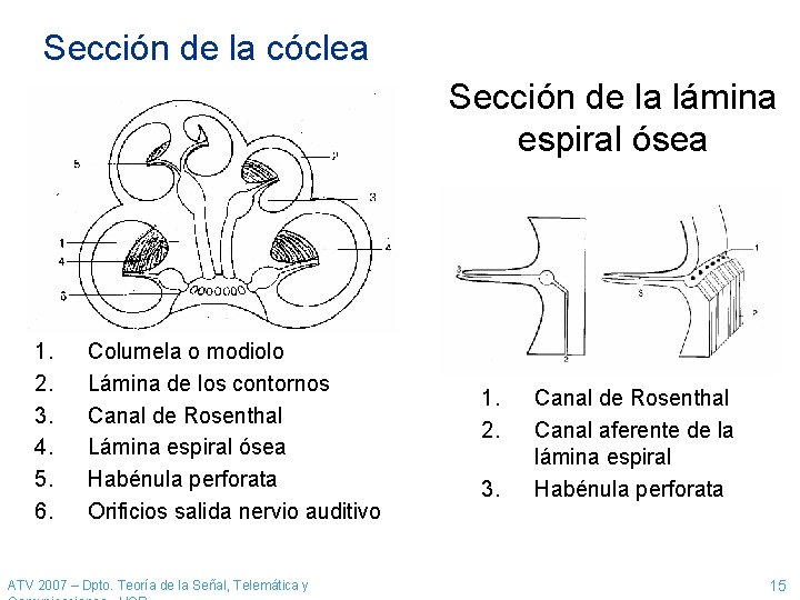 Sección de la cóclea Sección de la lámina espiral ósea 1. 2. 3. 4.