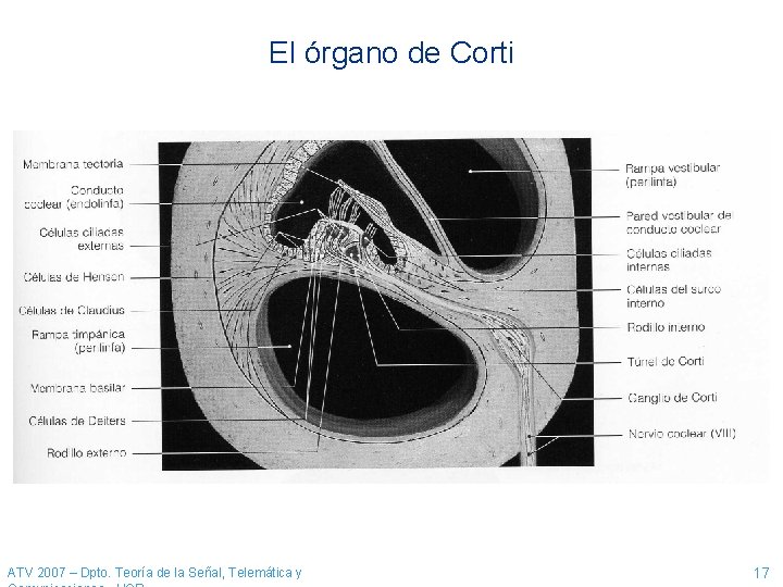 El órgano de Corti ATV 2007 – Dpto. Teoría de la Señal, Telemática y