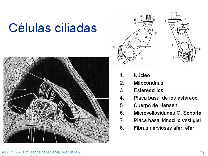 Células ciliadas 1. 2. 3. 4. 5. 6. 7. 8. ATV 2007 – Dpto.