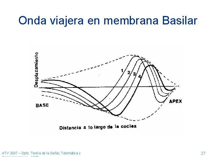 Onda viajera en membrana Basilar ATV 2007 – Dpto. Teoría de la Señal, Telemática