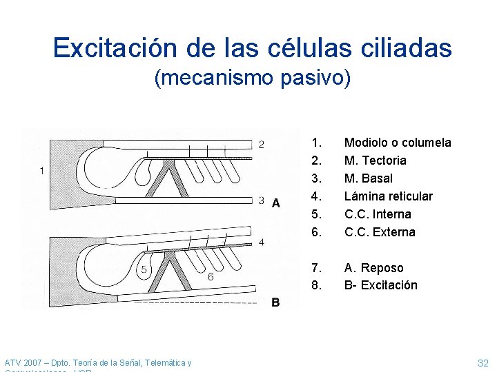 Excitación de las células ciliadas (mecanismo pasivo) ATV 2007 – Dpto. Teoría de la