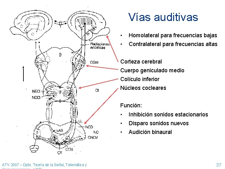 Vías auditivas • Homolateral para frecuencias bajas • Contralateral para frecuencias altas Corteza cerebral