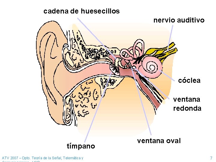 cadena de huesecillos nervio auditivo cóclea ventana redonda tímpano ATV 2007 – Dpto. Teoría