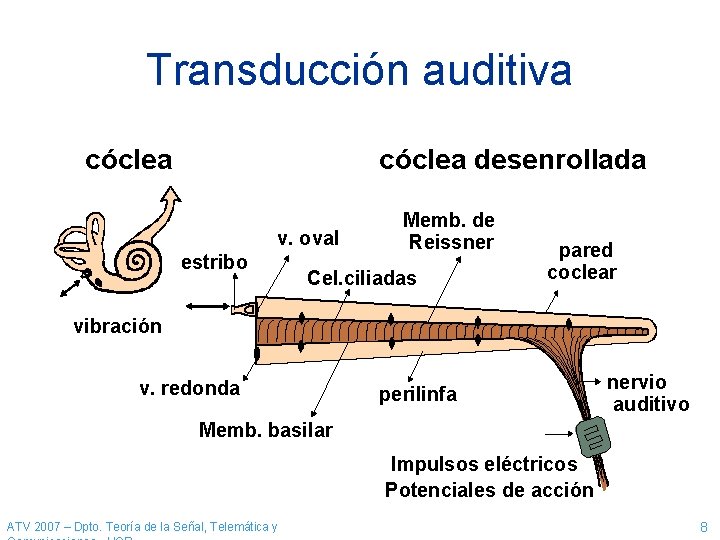 Transducción auditiva cóclea desenrollada v. oval estribo Memb. de Reissner Cel. ciliadas pared coclear