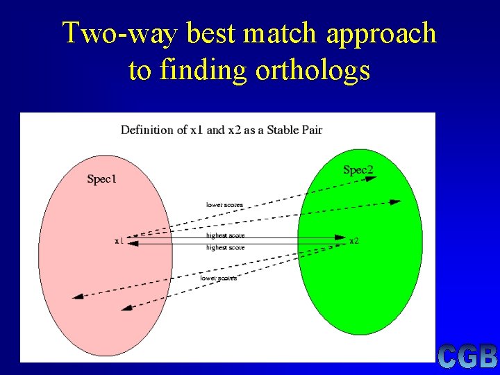 Two-way best match approach to finding orthologs Two-way best match approach to finding orthologs