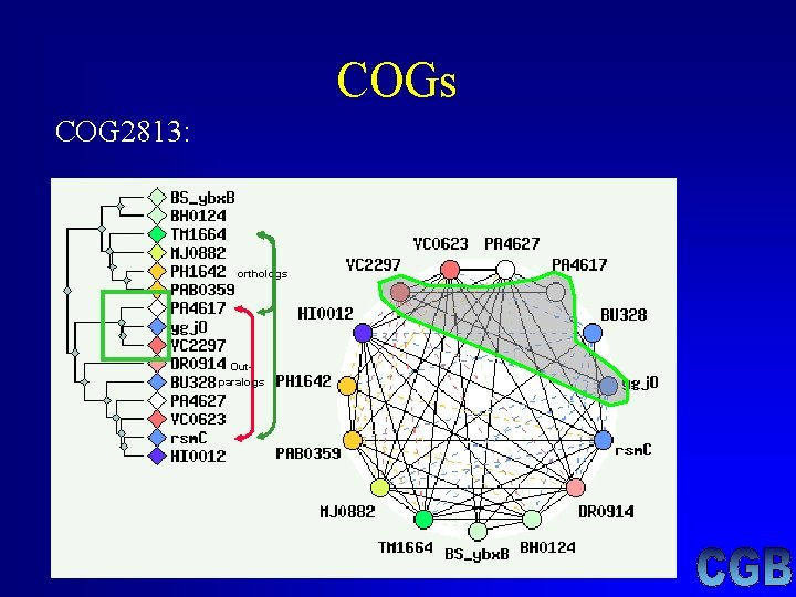 COGs COG 2813: orthologs Outparalogs COGs COG 2813: orthologs Outparalogs