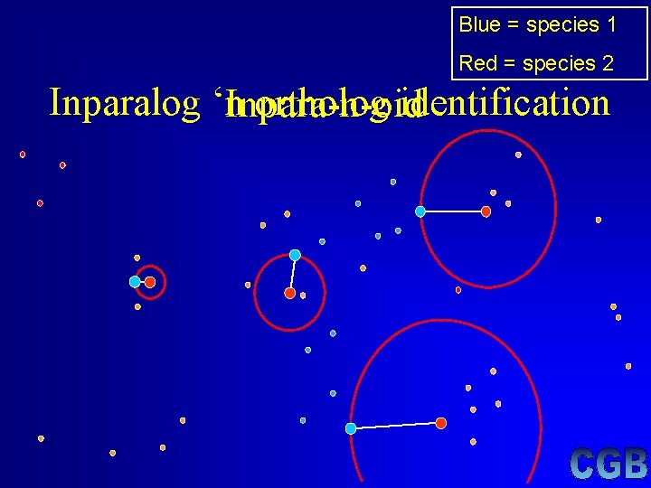 Blue = species 1 Red = species 2 Inparalog ‘n. Inpara-n-oid ortholog identification Blue = species 1 Red = species 2 Inparalog ‘n. Inpara-n-oid ortholog identification