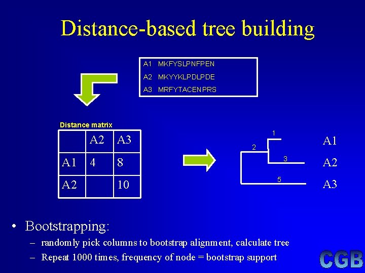 Distance-based tree building A 1 MKFYSLPNFPEN A 2 MKYYKLPDLPDE A 3 MRFYTACENPRS Distance matrix Distance-based tree building A 1 MKFYSLPNFPEN A 2 MKYYKLPDLPDE A 3 MRFYTACENPRS Distance matrix