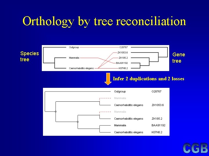 Orthology by tree reconciliation Species tree Gene tree Infer 2 duplications and 2 losses Orthology by tree reconciliation Species tree Gene tree Infer 2 duplications and 2 losses