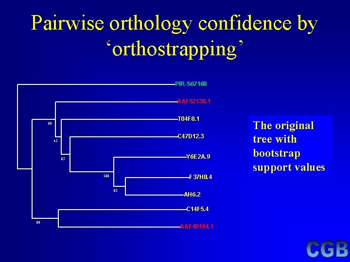Pairwise orthology confidence by ‘orthostrapping’ PIR-S 67168 AAF 52138. 1 T 04 F 8. Pairwise orthology confidence by ‘orthostrapping’ PIR-S 67168 AAF 52138. 1 T 04 F 8.