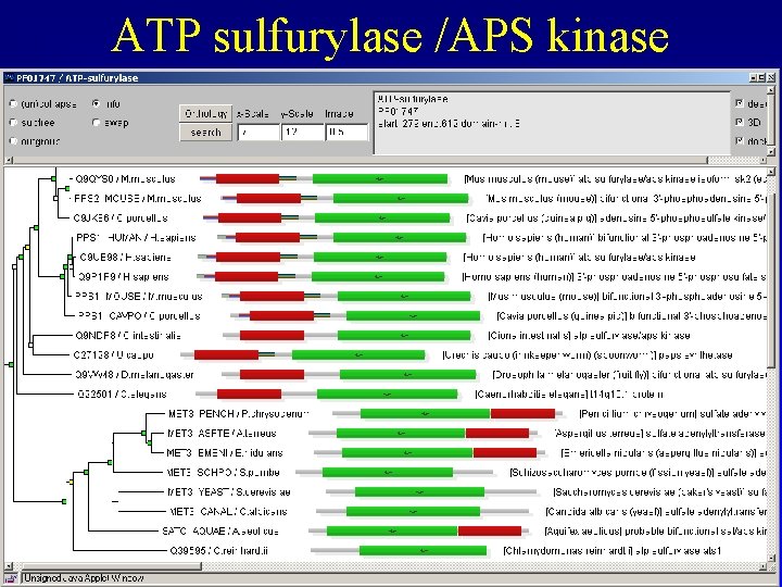 ATP sulfurylase /APS kinase ATP sulfurylase /APS kinase