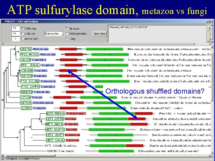 ATP sulfurylase domain, metazoa vs fungi Orthologous shuffled domains? ATP sulfurylase domain, metazoa vs fungi Orthologous shuffled domains?