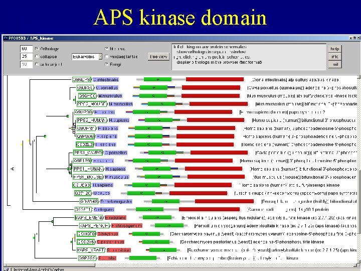 APS kinase domain APS kinase domain