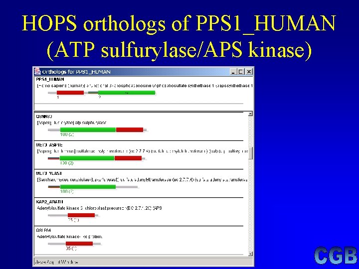 HOPS orthologs of PPS 1_HUMAN (ATP sulfurylase/APS kinase) HOPS orthologs of PPS 1_HUMAN (ATP sulfurylase/APS kinase)