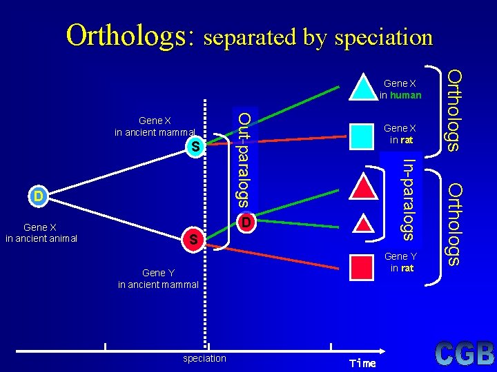 Orthologs: separated by speciation S Gene Y 1 in human D Gene Y 2 Orthologs: separated by speciation S Gene Y 1 in human D Gene Y 2