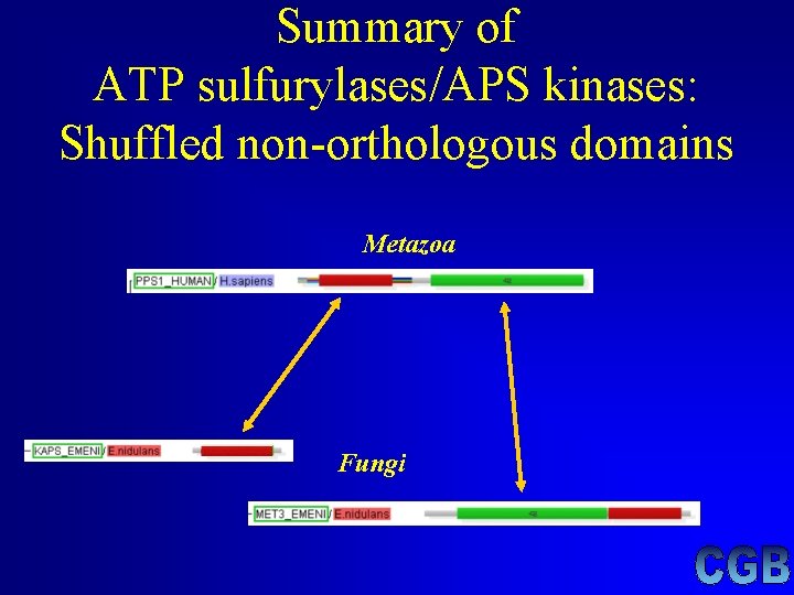 Summary of ATP sulfurylases/APS kinases: Shuffled non-orthologous domains Metazoa Fungi Summary of ATP sulfurylases/APS kinases: Shuffled non-orthologous domains Metazoa Fungi