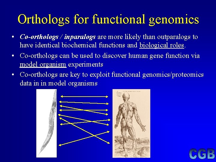 Orthologs for functional genomics • Co-orthologs / inparalogs are more likely than outparalogs to Orthologs for functional genomics • Co-orthologs / inparalogs are more likely than outparalogs to