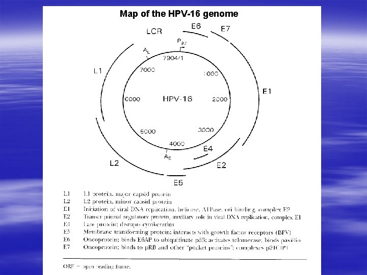 Map of the HPV-16 genome 