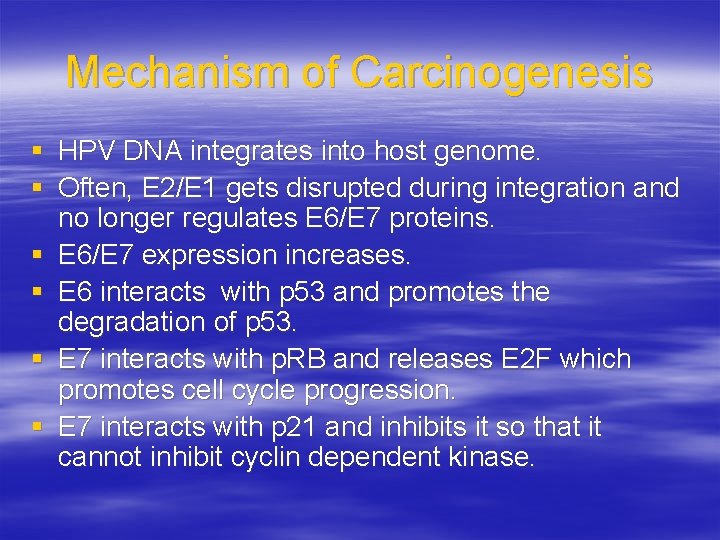 Mechanism of Carcinogenesis § HPV DNA integrates into host genome. § Often, E 2/E