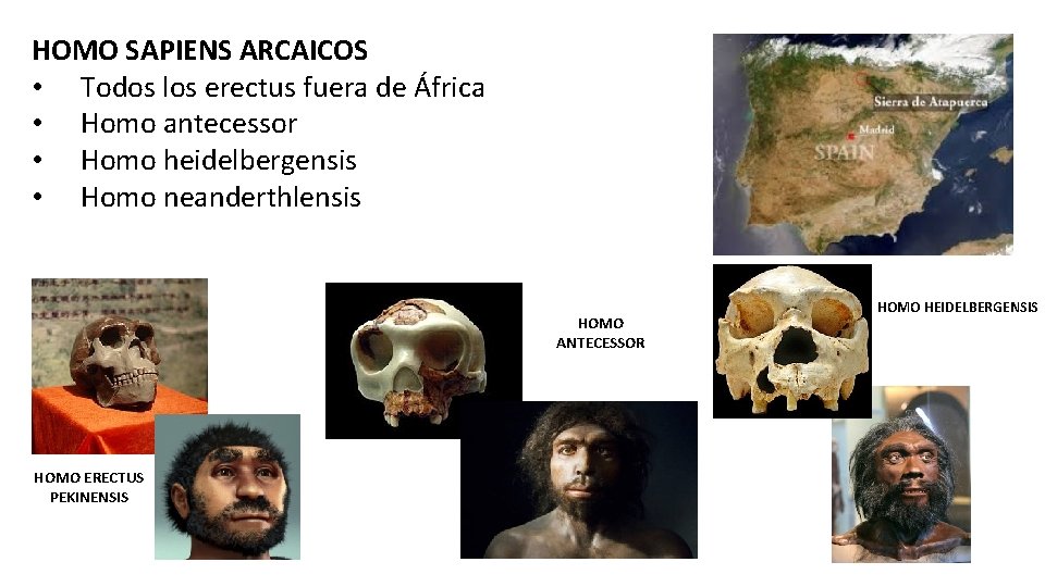 HOMO SAPIENS ARCAICOS • Todos los erectus fuera de África • Homo antecessor •