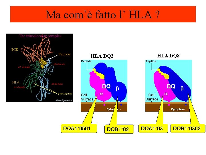 Ma com’è fatto l’ HLA ? HLA DQ 2 DQA 1*0501 DQB 1*02 HLA