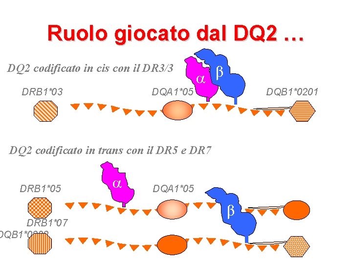 Ruolo giocato dal DQ 2 … DQ 2 codificato in cis con il DR