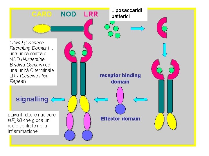 CARD (Caspase Recruiting Domain) , una unità centrale NOD (Nucleotide Binding Domain) ed una