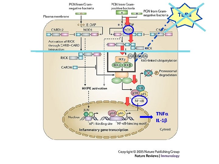 TLRs TNFα IL-1β 