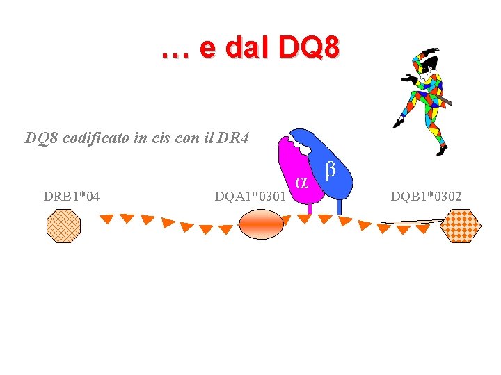 … e dal DQ 8 codificato in cis con il DR 4 DRB 1*04