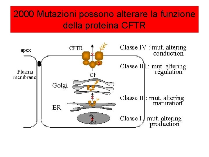 2000 Mutazioni possono alterare la funzione della proteina CFTR 