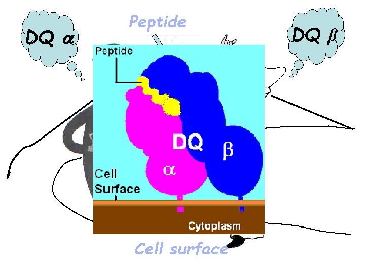 DQ Peptide Cell surface DQ β 