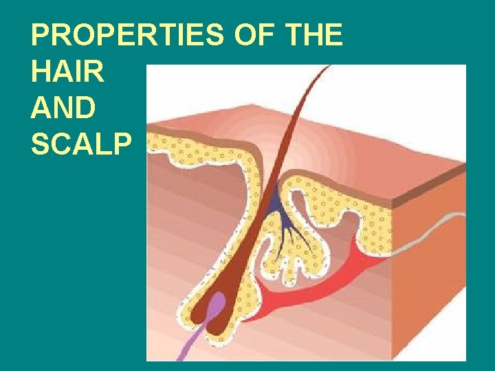 PROPERTIES OF THE HAIR AND SCALP 