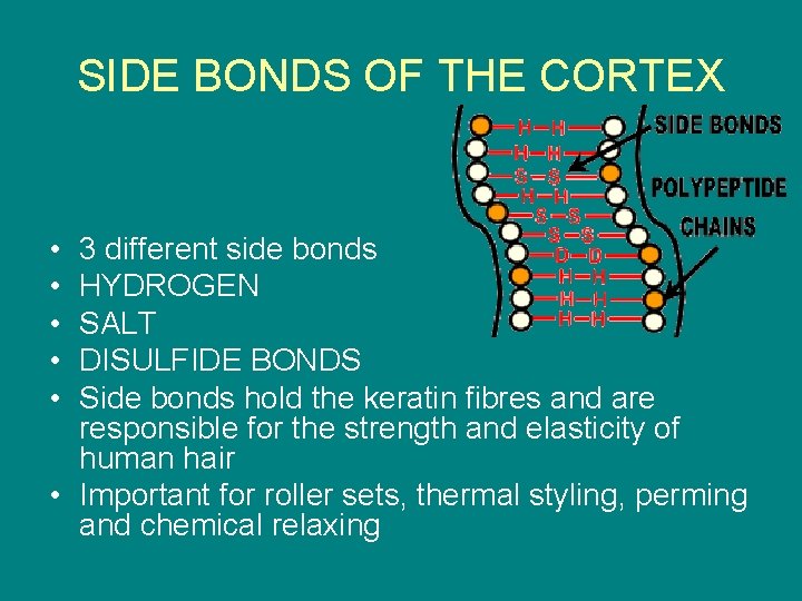 SIDE BONDS OF THE CORTEX • • • 3 different side bonds HYDROGEN SALT
