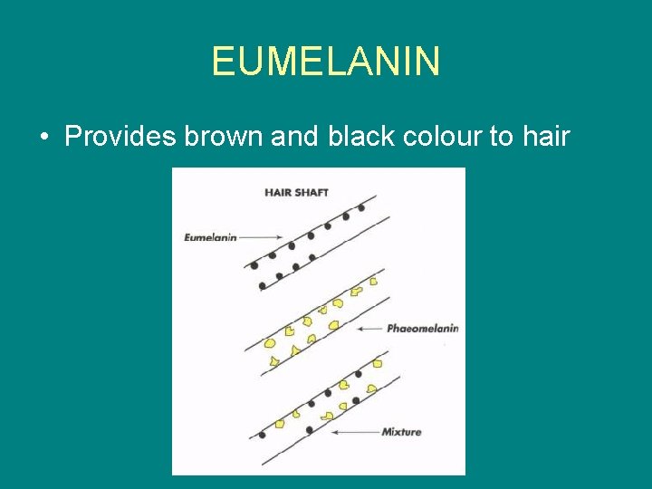 EUMELANIN • Provides brown and black colour to hair 