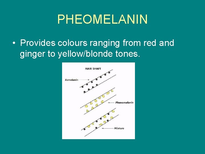 PHEOMELANIN • Provides colours ranging from red and ginger to yellow/blonde tones. 