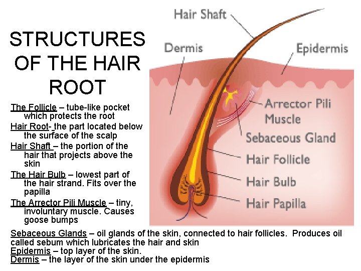 STRUCTURES OF THE HAIR ROOT The Follicle – tube-like pocket which protects the root