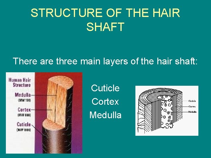 STRUCTURE OF THE HAIR SHAFT There are three main layers of the hair shaft:
