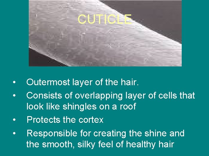 CUTICLE • • Outermost layer of the hair. Consists of overlapping layer of cells