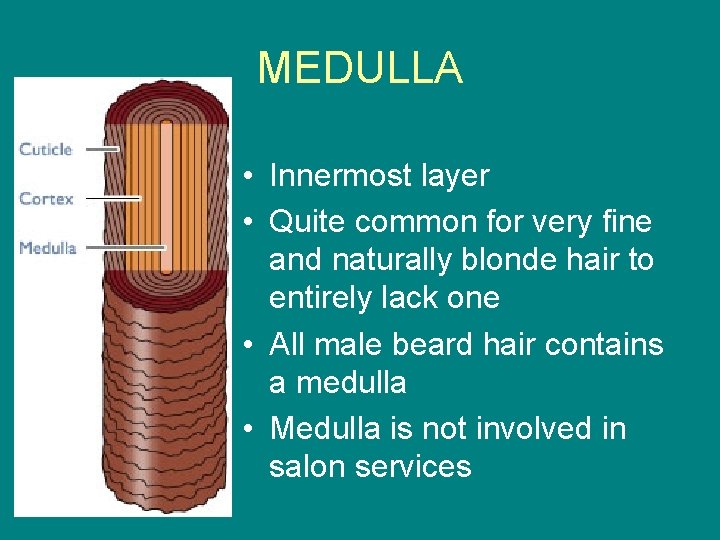 MEDULLA • Innermost layer • Quite common for very fine and naturally blonde hair