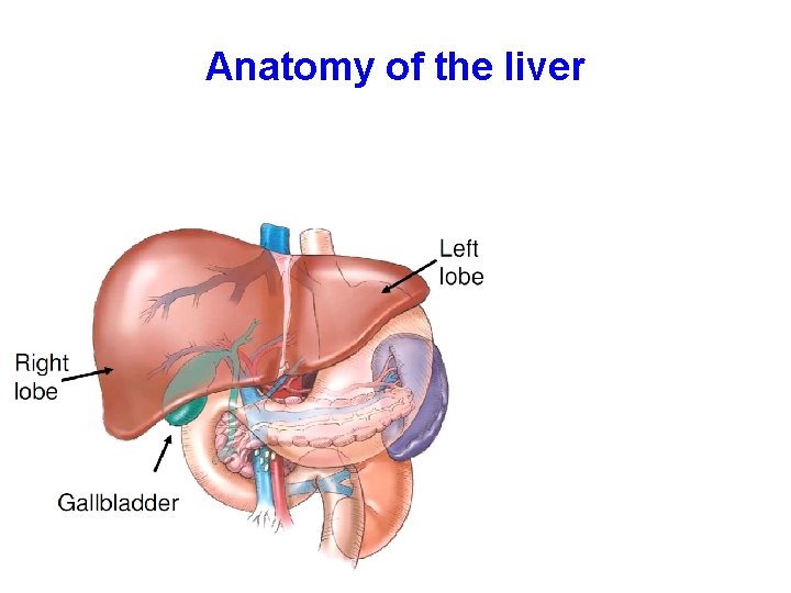 Anatomy of the liver 